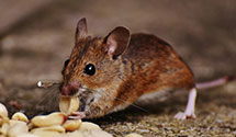 24 Hour & Emergency Exterminators in McMullen, AL